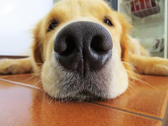 Dog with Nose - Myths