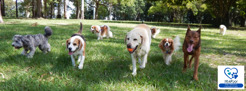 Diving into Canine Variety: