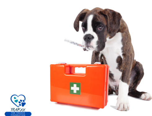 Dog with thermometer in mouth and first aid kit