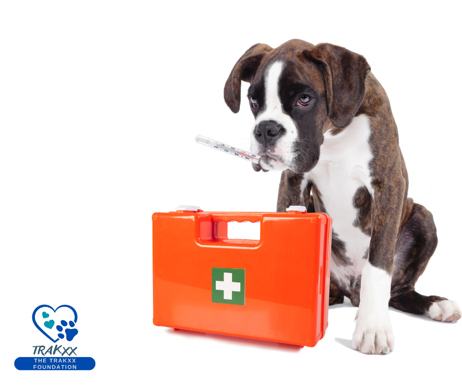 Emergency First Aid Kit – for your Dog