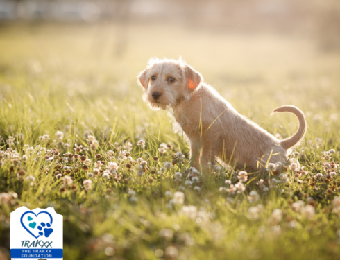 Puppy Peeing Outside