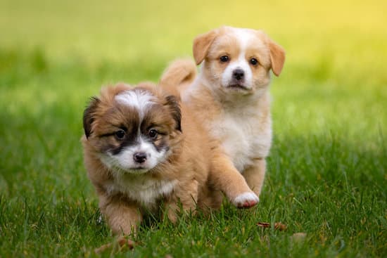 The Comprehensive Guide to Caring for Your Puppy: A Deep Dive into Puppy Parenthood