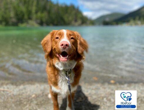 Dog at lake on sunny day with pine trees in the background