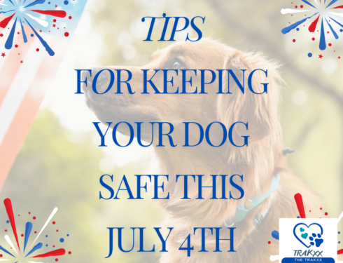 Tips for Keeping Your Dog Safe - 4th of July Dog and Fireworks