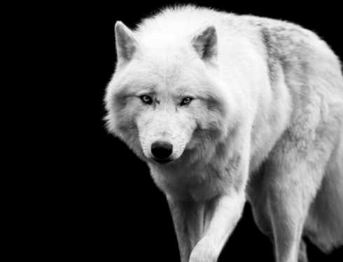 Evolutionary - Man's Best Friend - Wolves