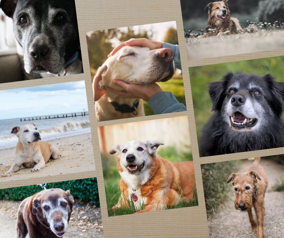 November: Adopt a Senior Animal Month